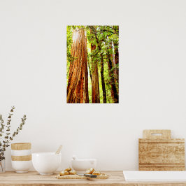 Sunny Redwood Trees Poster (Glossy)