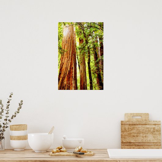 Sunny Redwood Trees Poster (Glossy) (Keuken)