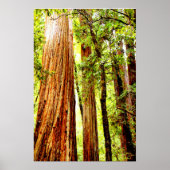 Sunny Redwood Trees Poster (Glossy) (Voorkant)
