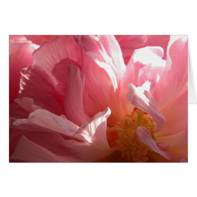 Sunny Rose confédéré (Devant Horizontal)