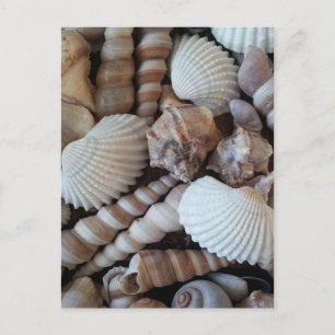 Sunny Seashells Collectie Natuur Briefkaart