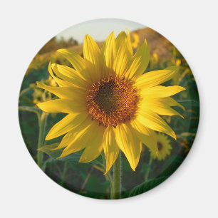 Sunny Sunflower Magnet Magneet