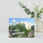 Sunny White Tulips Field Carte postale Fête des mè (Debout devant)