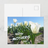 Sunny White Tulips Field Carte postale Fête des mè (Devant / Derrière)