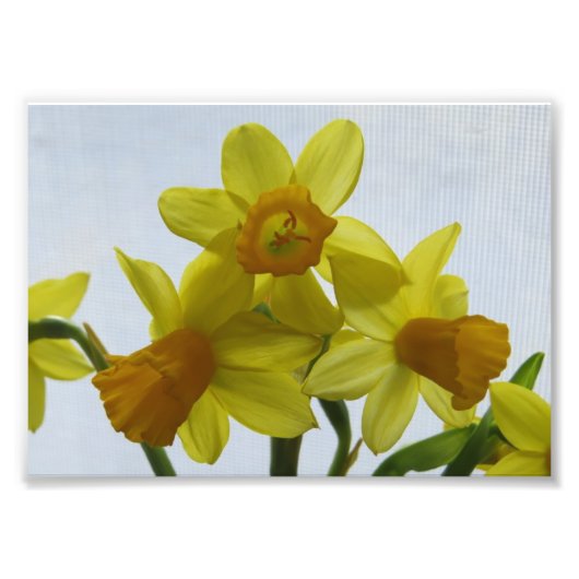 Sunny Yellow Daffodil Flowers Foto Afdruk (Voorkant)