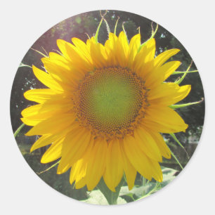 Sunny Yellow Sunflower Ronde Sticker