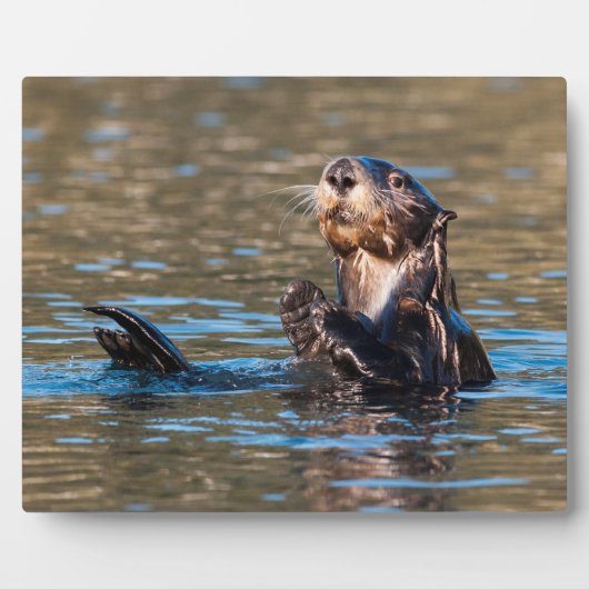 Sunny Zee Otter Fotoplaat (Voorkant)