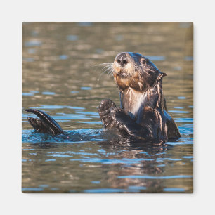 Sunny Zee Otter Magneet