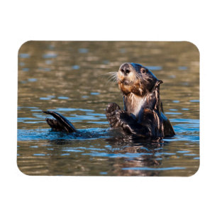 Sunny Zee Otter Magneet