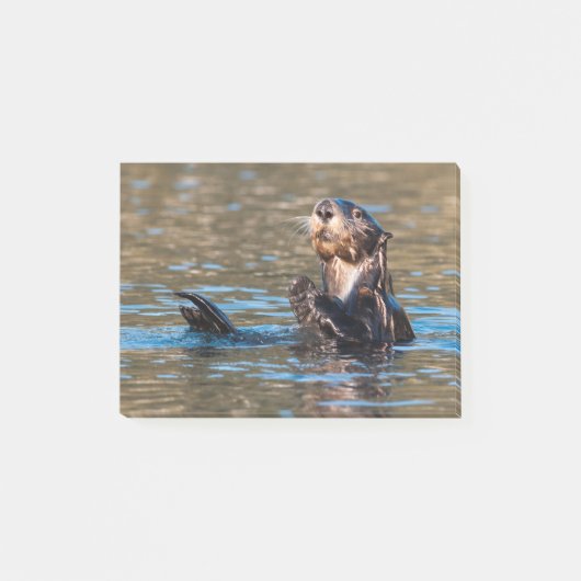 Sunny Zee Otter Post-it® Notes (Voorkant)