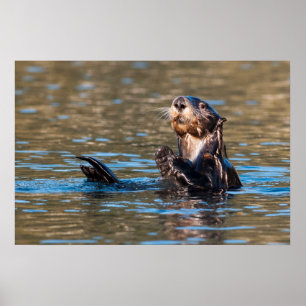 Sunny Zee Otter Poster