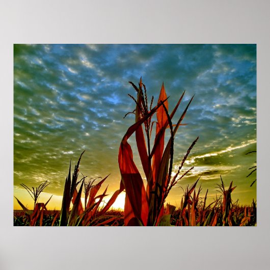 Sunrise op Cornfield Poster (Voorkant)