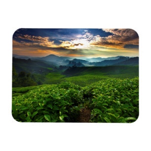 Sunrise over het Boerderij van Tea Magneet