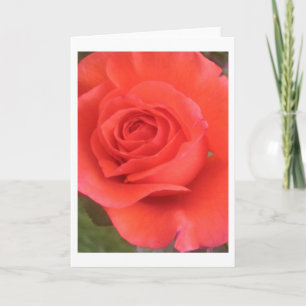 Sunrise Peach Rose Flower Grey ou cartes de notes