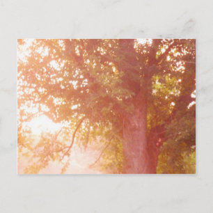 Sunrise Photo Sugar Maple Tree Briefkaart