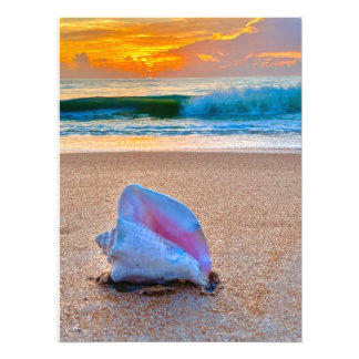 Sunrise Shell Foto Afdruk