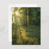 Sunrise through oak and hickory forest, Mammoth Briefkaart (Voorkant / Achterkant)