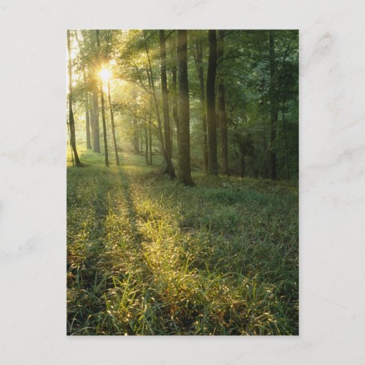 Sunrise through oak and hickory forest, Mammoth Briefkaart (Voorkant)