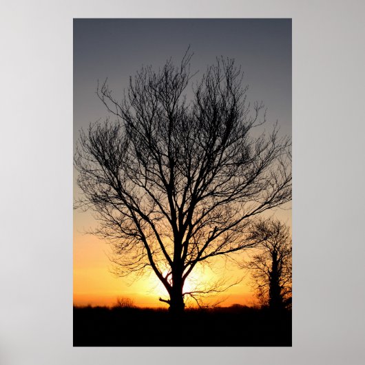 SunriseTree Poster (Voorkant)