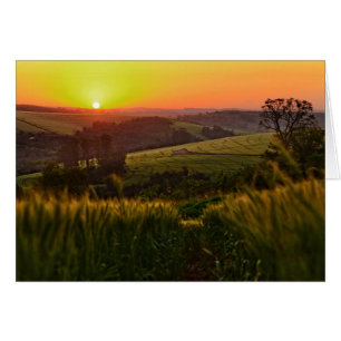 Sunset Agriculture Wheat