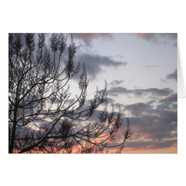Sunset Branches (Voorkant Horizontaal)