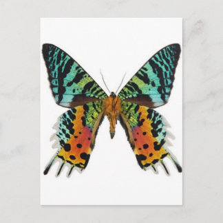 Sunset Butterfly Briefkaart
