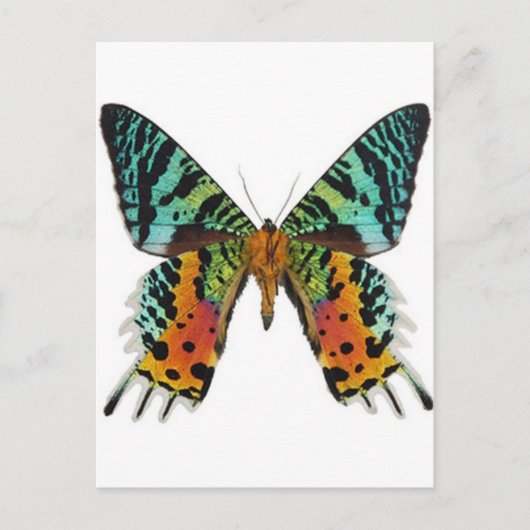 Sunset Butterfly Briefkaart (Voorkant)