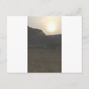 Sunset Cattle Briefkaart