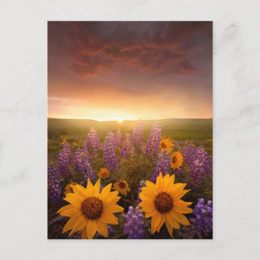 Sunset Daisies Briefkaart (Voorkant)