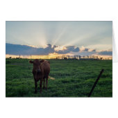 Sunset de la ferme de bovins (Devant Horizontal)
