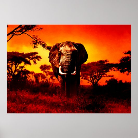 Sunset Elephant Poster (Voorkant)