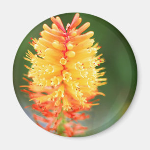 Sunset Glow Magnet Magneet