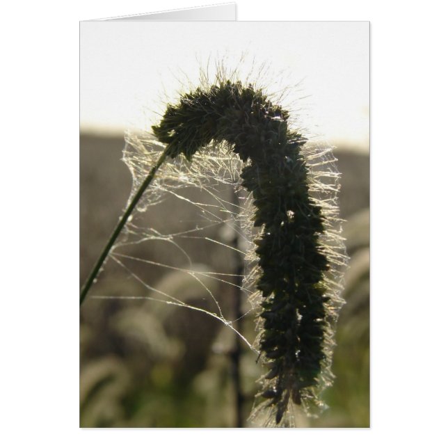 Sunset Grass (Voorkant)