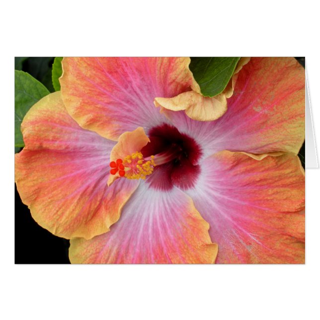 Sunset Hibiscus (Voorkant Horizontaal)