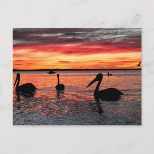 Sunset in Monkey Mia Briefkaart