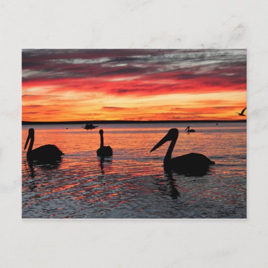 Sunset in Monkey Mia Briefkaart (Voorkant)