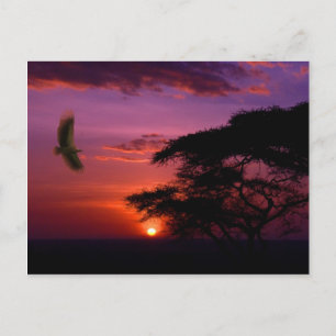 Sunset in Serengeti, Tanzania Briefkaart