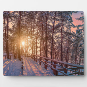 Sunset in snowy-dennenbos met zonnestraal fotoplaat