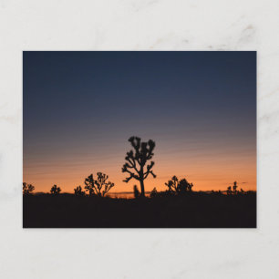 Sunset Joshua Trees Briefkaart