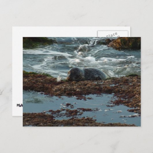 Sunset Lit Harbour Seal I in San Diego Briefkaart (Voorkant / Achterkant)