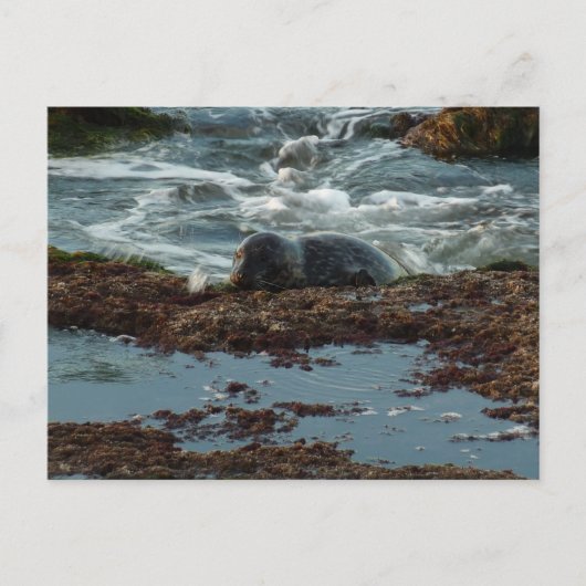 Sunset Lit Harbour Seal I in San Diego Briefkaart (Voorkant)