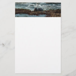 Sunset Lit Harbour Seal I in San Diego Briefpapier