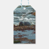 Sunset Lit Harbour Seal I in San Diego Cadeaulabel (Voorkant)