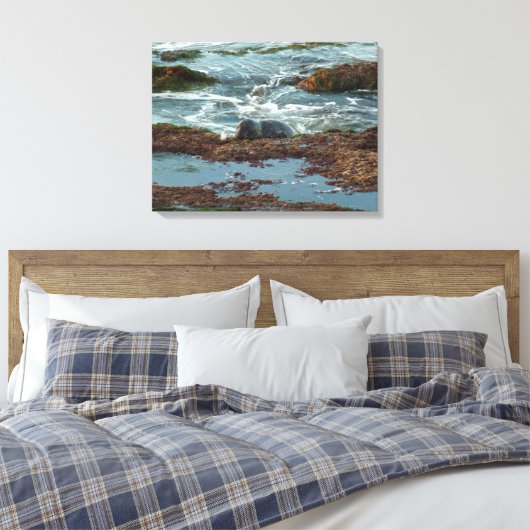Sunset Lit Harbour Seal I in San Diego Canvas Afdruk (Insitu (Slaapkamer))
