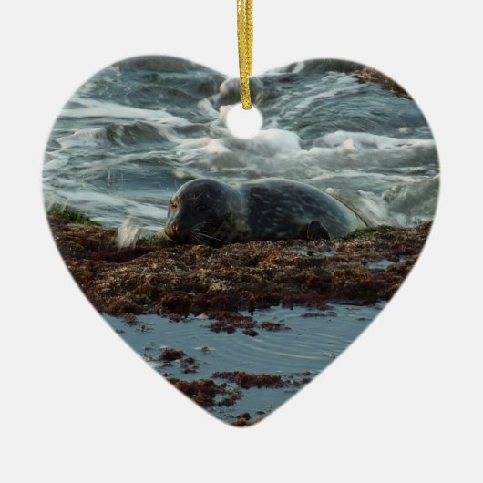 Sunset Lit Harbour Seal I in San Diego Keramisch Ornament (Voorkant)