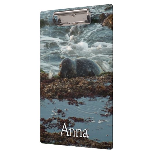 Sunset Lit Harbour Seal I in San Diego Klembord (Links)