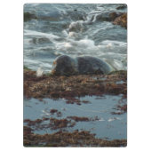 Sunset Lit Harbour Seal I in San Diego Klembord (Achterkant)