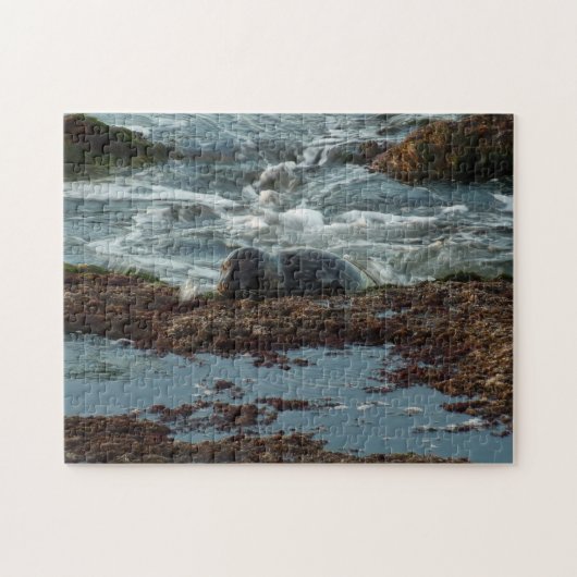Sunset Lit Harbour Seal I in San Diego Legpuzzel (Horizontaal)