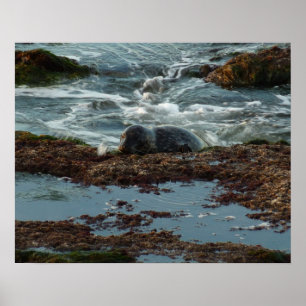 Sunset Lit Harbour Seal I in San Diego Poster