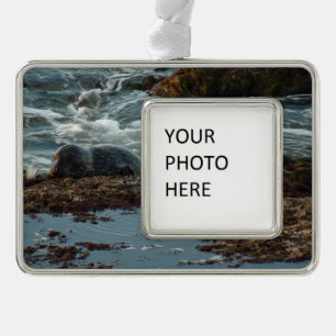 Sunset Lit Harbour Seal I in San Diego Verzilverd Kader Ornament